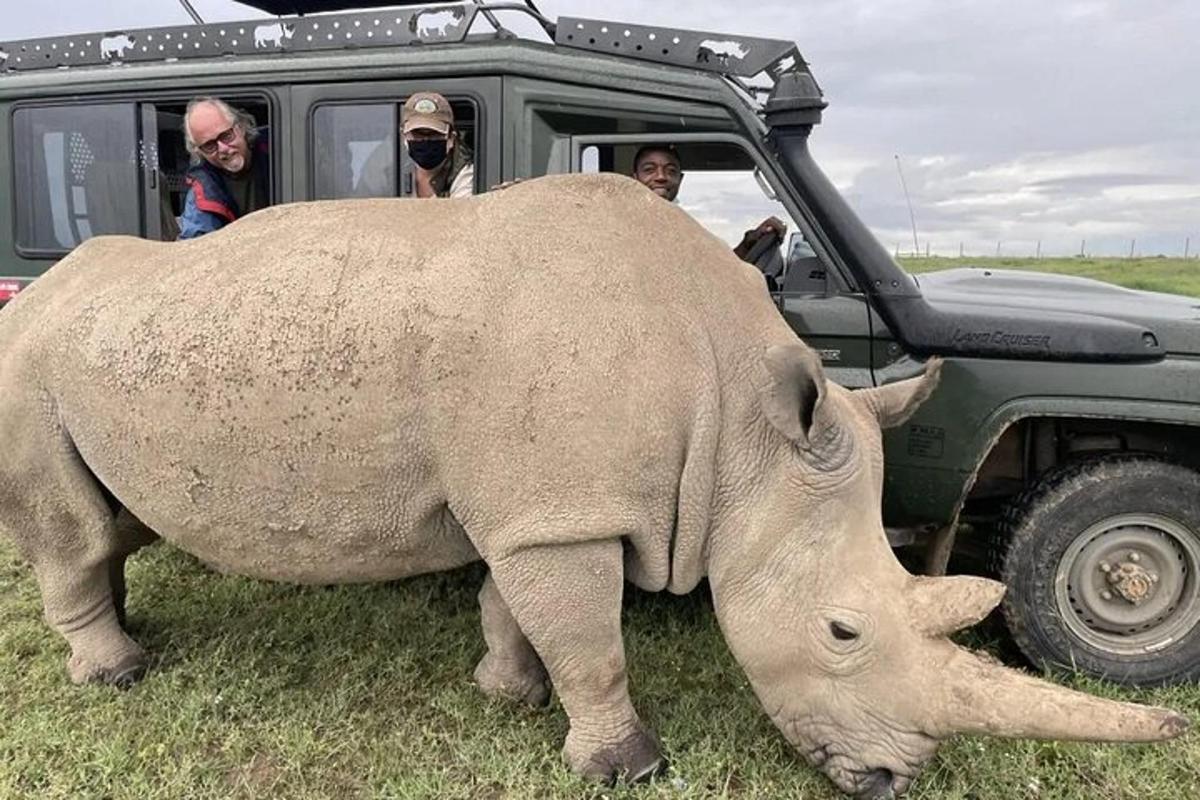 a large rhino standing next to a jeep
