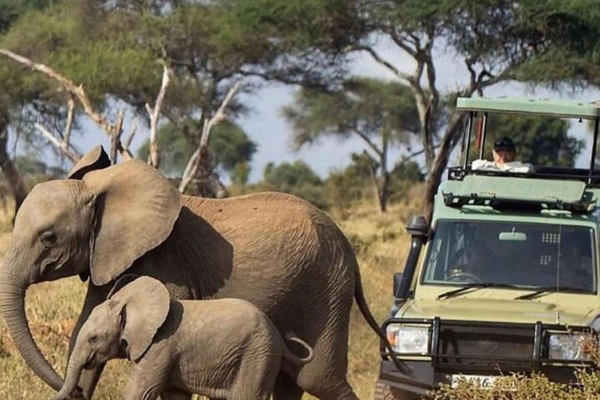 en babyelefant som går ved siden av en voksen elefant