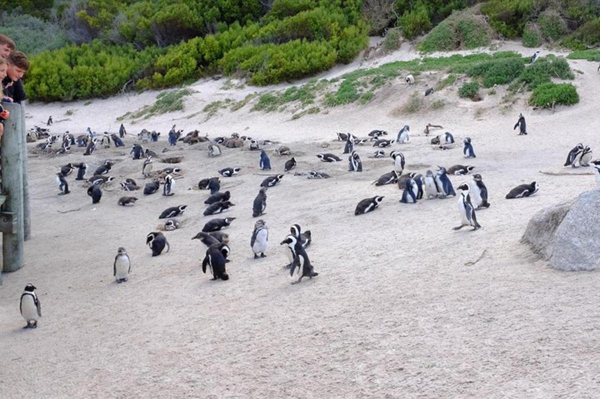 un gruppo di pinguini che camminano su una spiaggia
