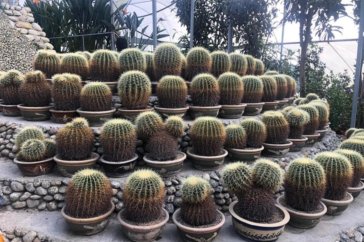 một loạt cây xương rồng được trưng bày