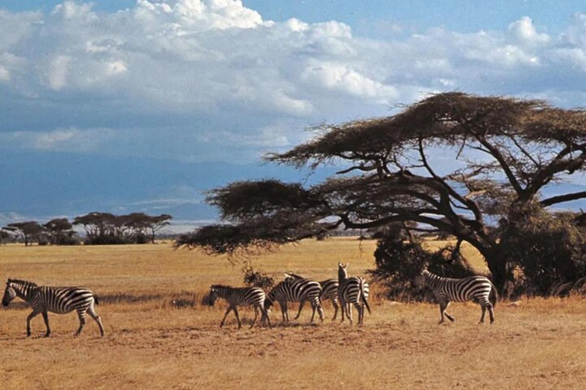 Una manada de cebras caminando en un campo con un árbol.
