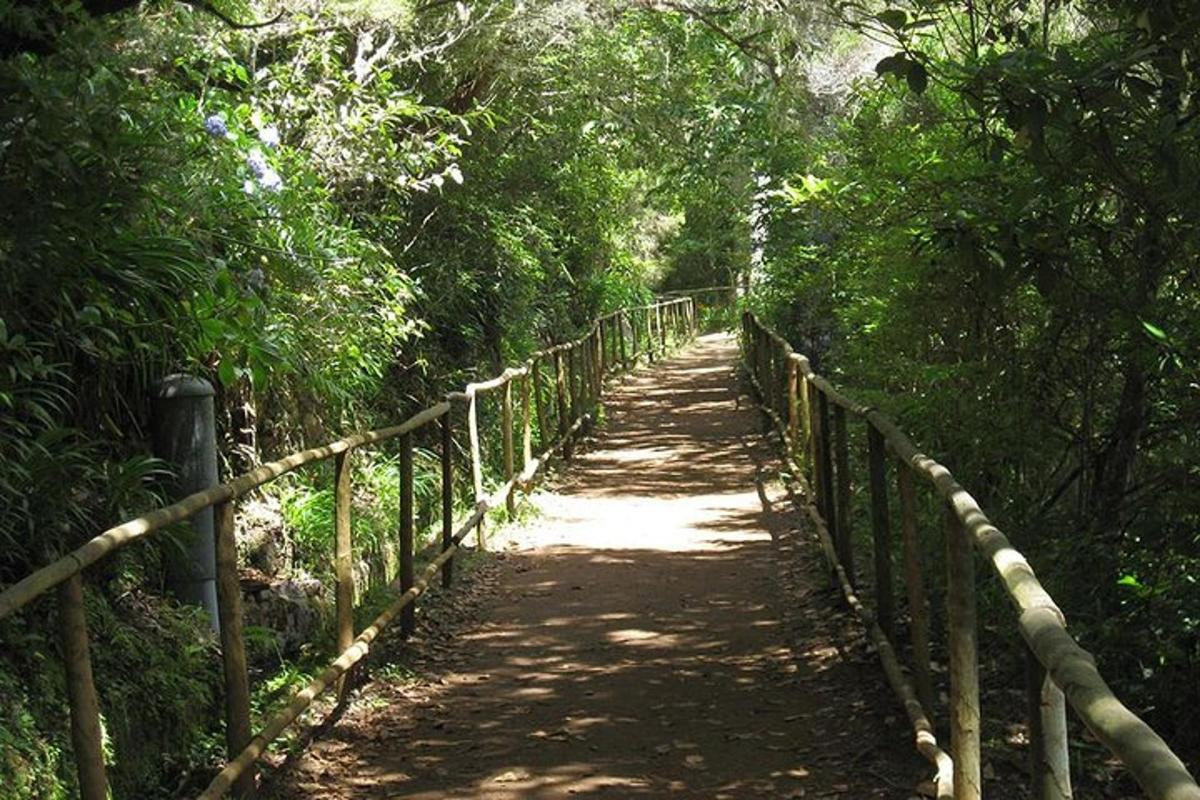 un ponte di legno in mezzo a una foresta