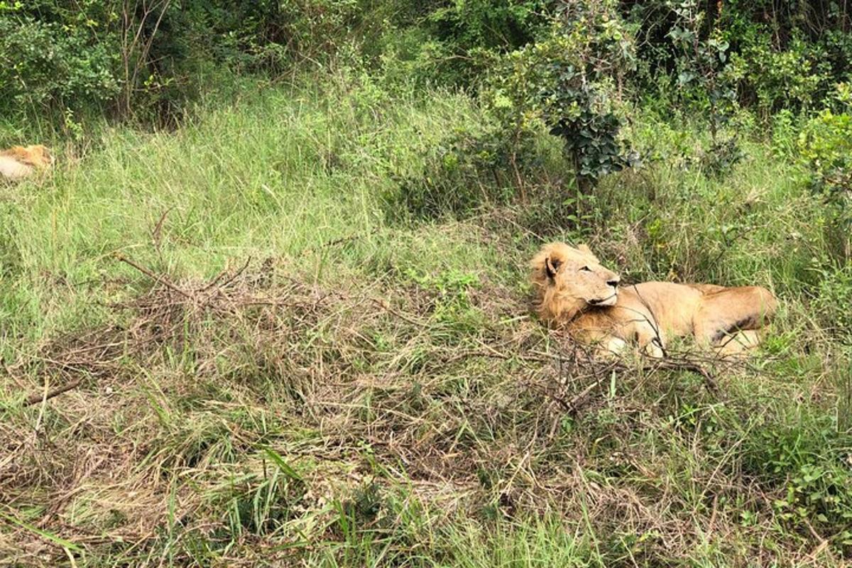 seekor singa berbaring di rumput di padang