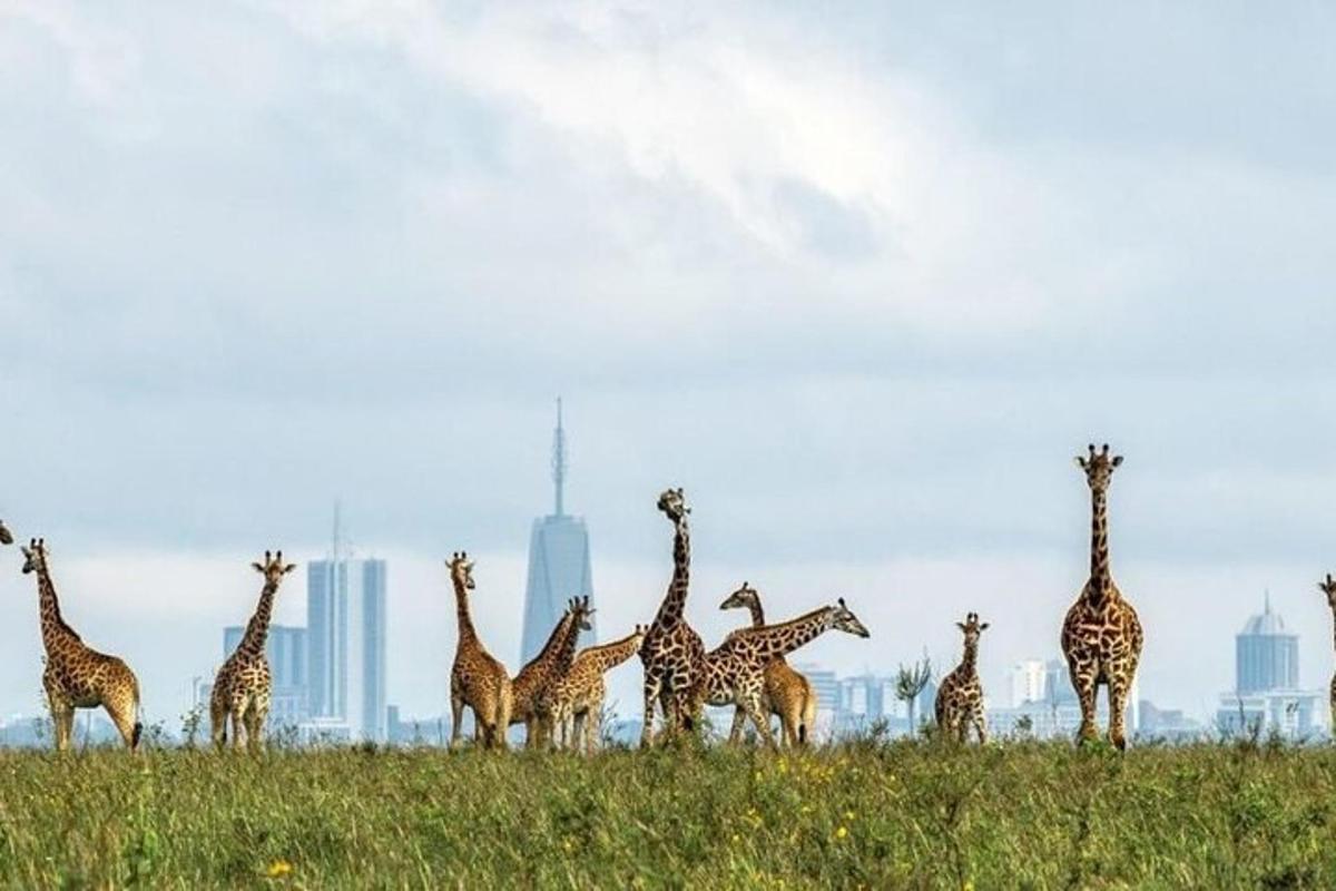 eine Gruppe Giraffen steht auf einem Feld mit einer Stadt