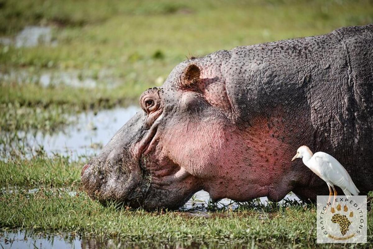 velké prase v kaluži vody s ptákem