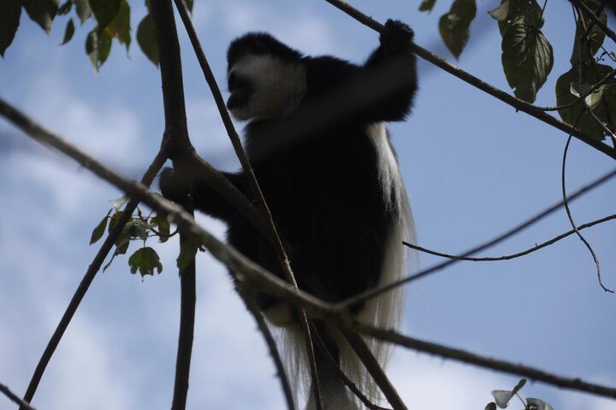 un mono sentado en una rama de un árbol