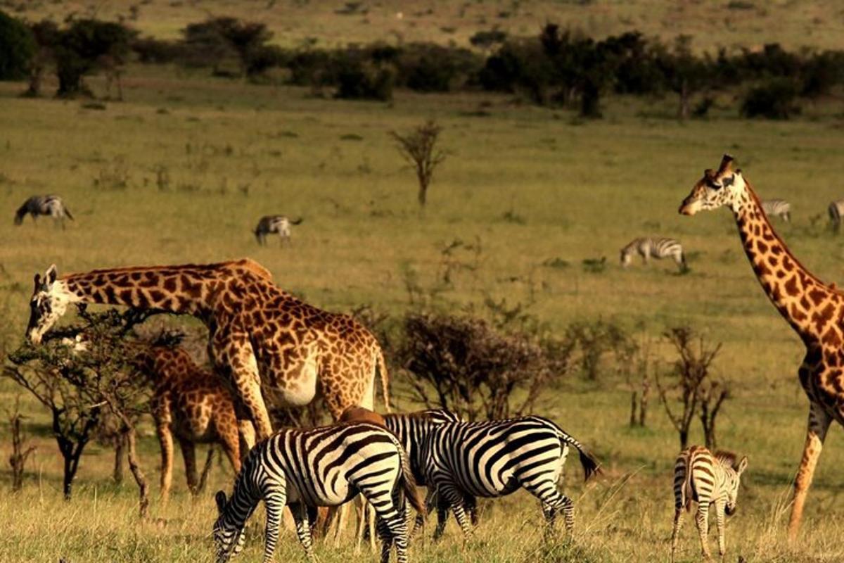 sekelompok jerapah dan zebra di ladang