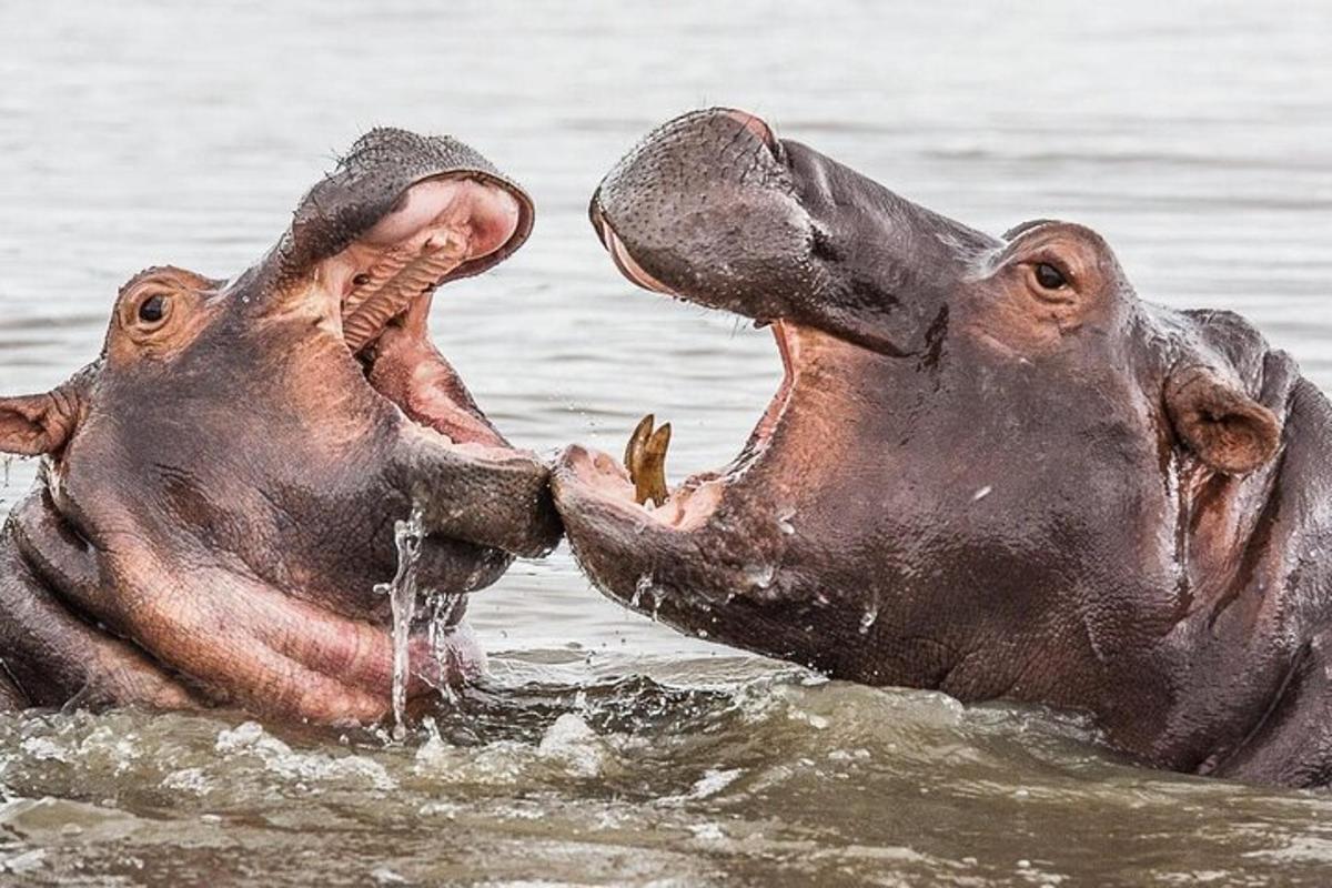due ippopotami che giocano nell'acqua