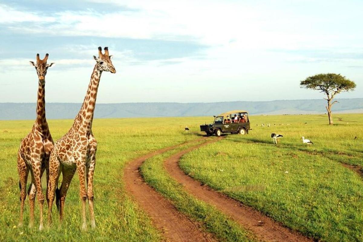 duas girafas em pé ao lado de um caminhão em um campo