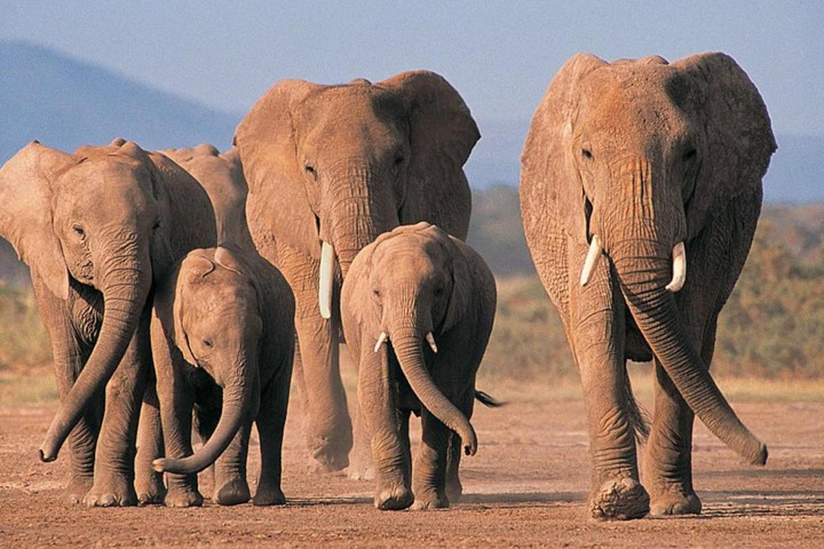 a herd of elephants walking on a dirt field