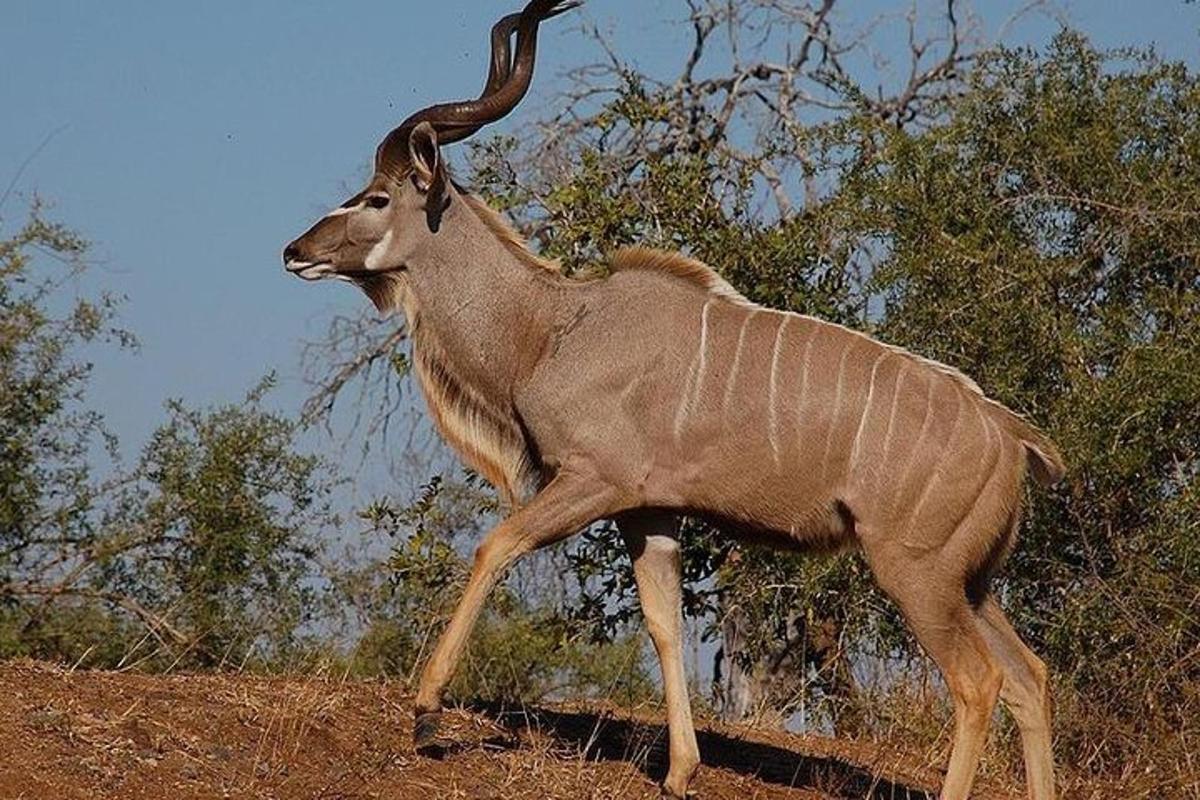 una gasela dreta en un camp amb arbres
