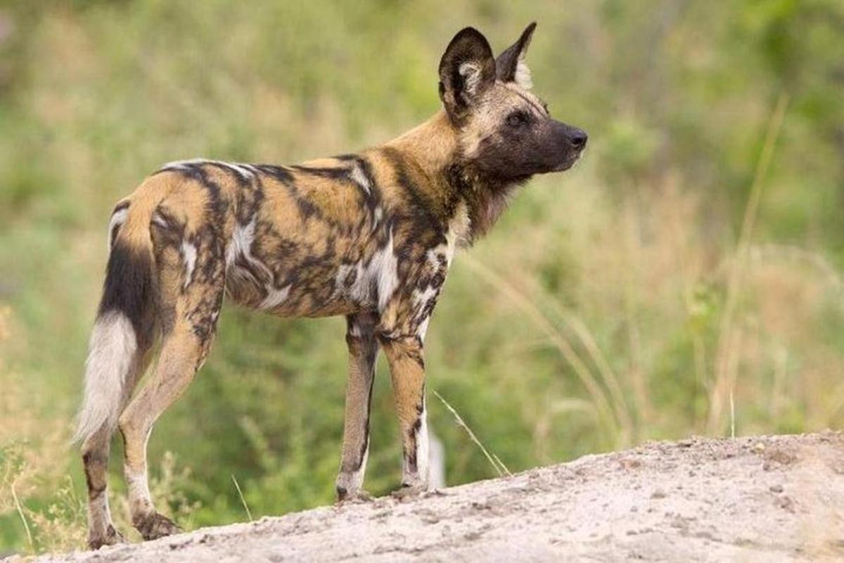 a dog standing on top of a dirt hill