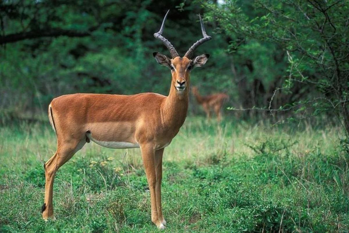 a gazelle standing in a field of grass