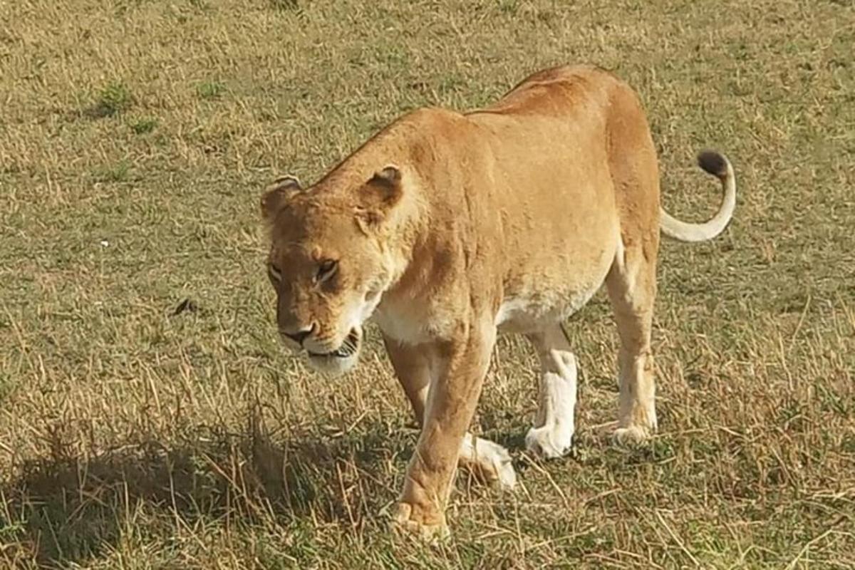 a lion standing in a field of grass