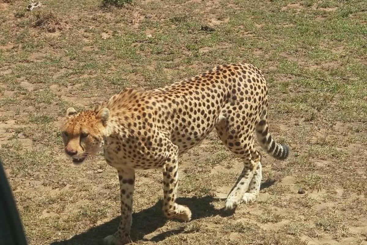 gepard stojící na trávě v poli
