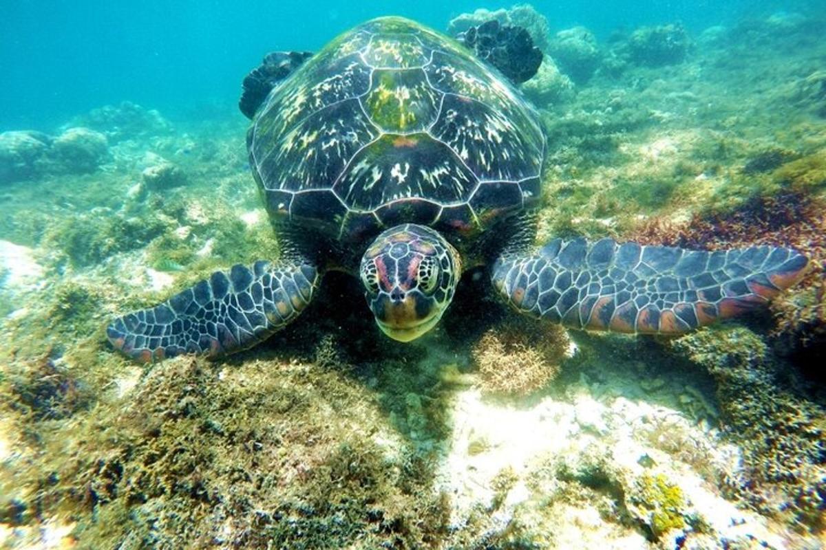 una tartaruga marina verde che nuota nell'oceano