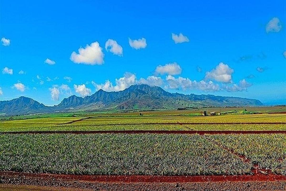 um campo de plantações com montanhas ao fundo