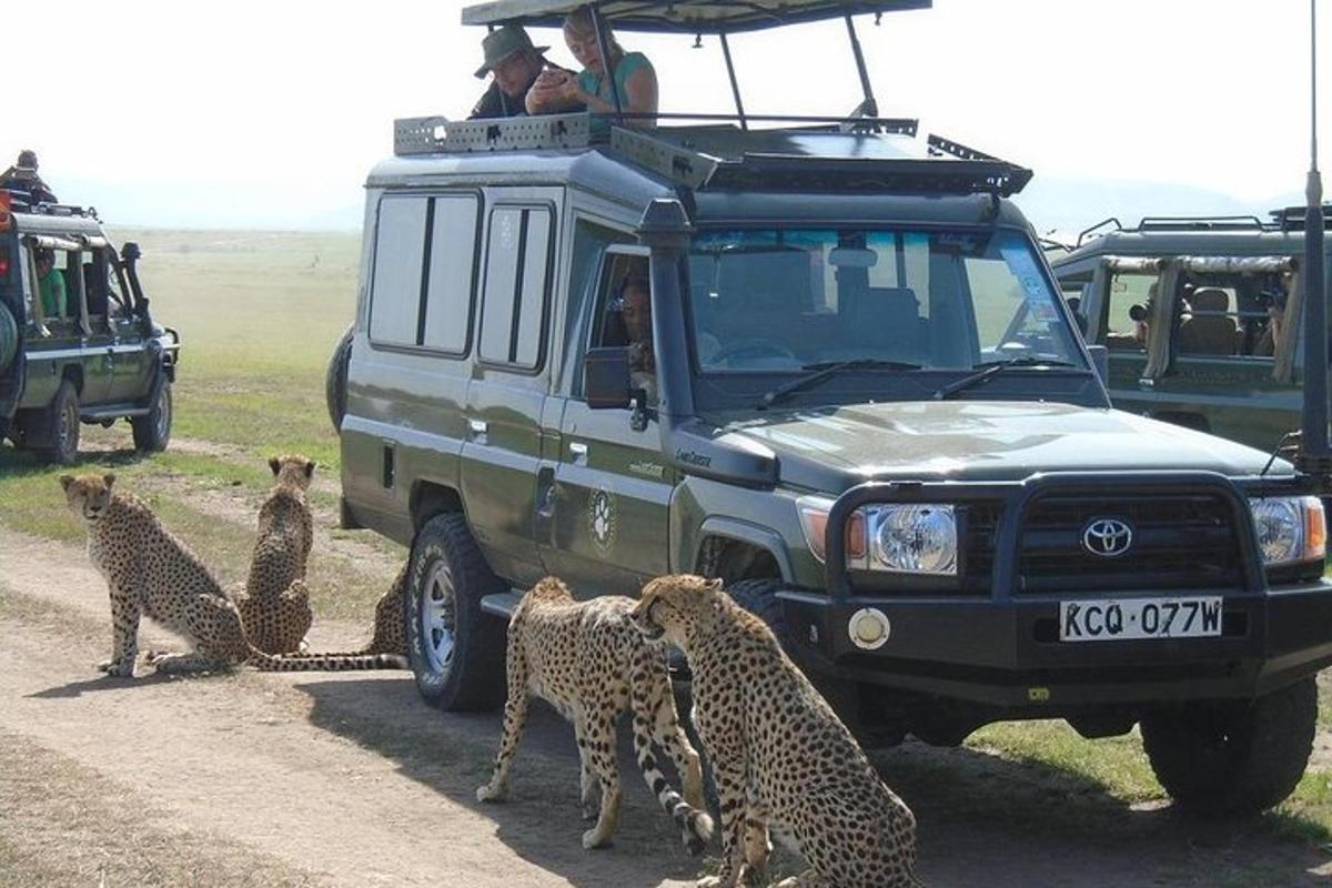 a group of cheetahs standing in front of a vehicle