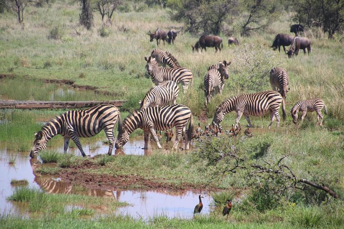 a herd of zebras drinking at a watering hole