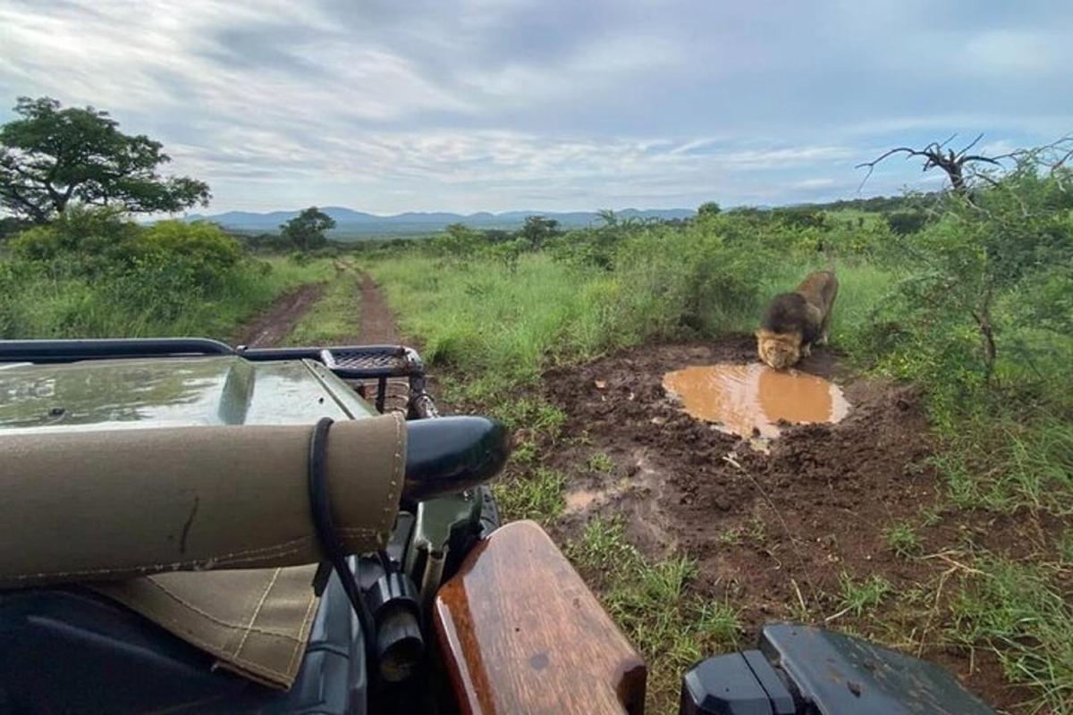 um gato parado na lama em um campo