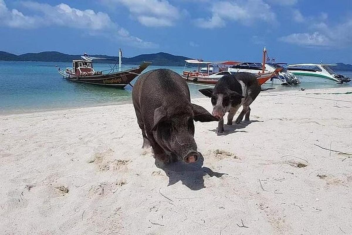 due mucche su una spiaggia con barche in acqua