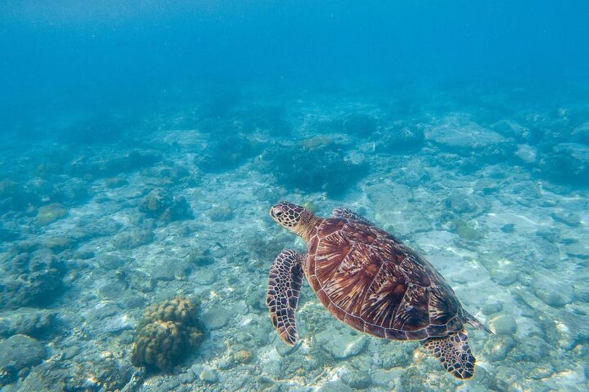 Lankytinos vietos ar pramogos nuotrauka numeris 3