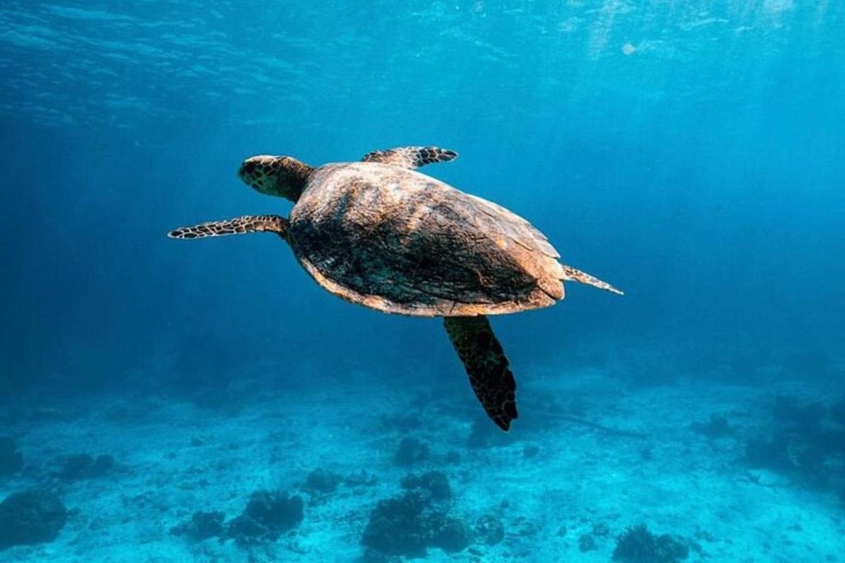 una tartaruga marina verde che nuota nell'acqua