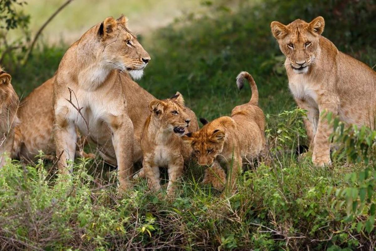 a group of lions standing in the grass