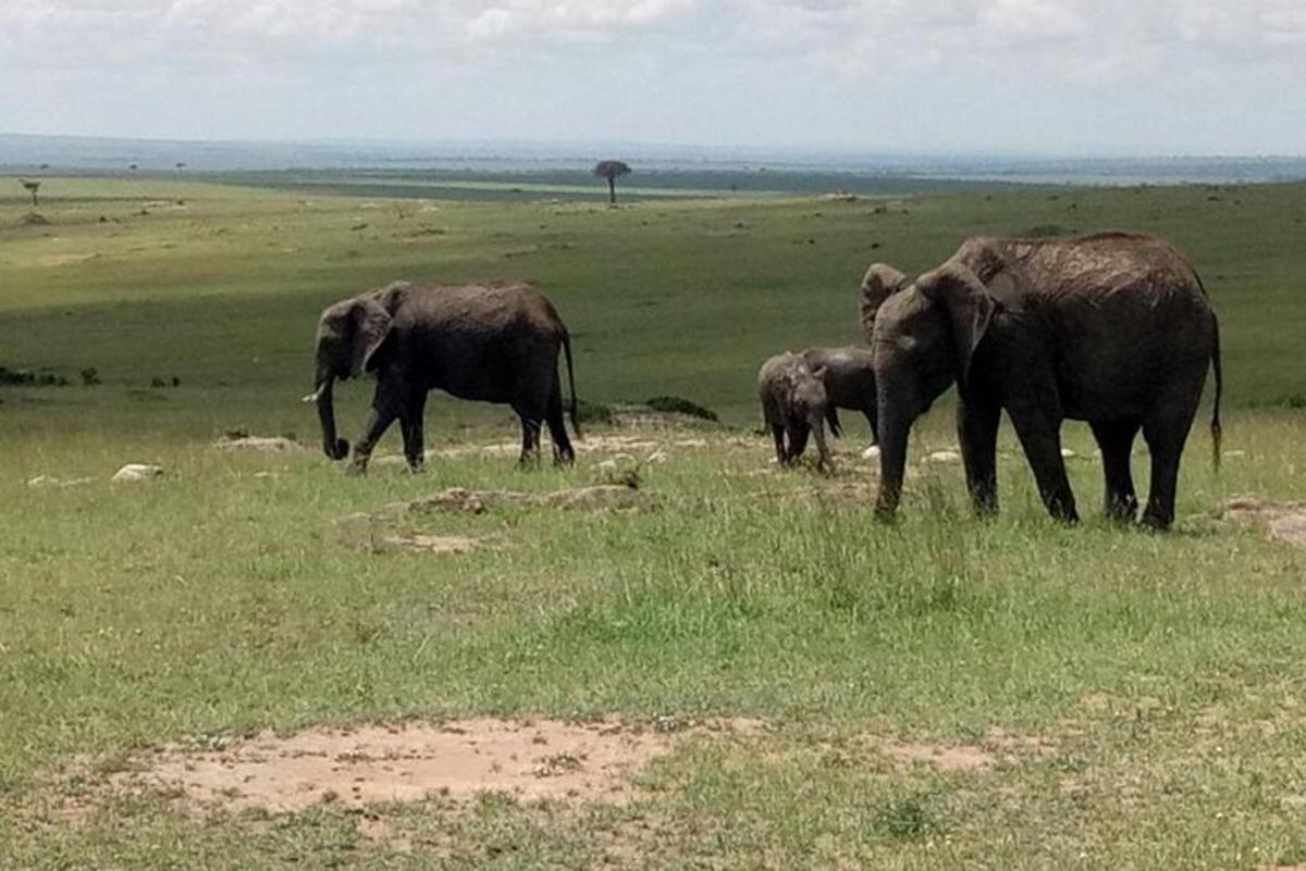 un grup d'elefants caminant per un camp