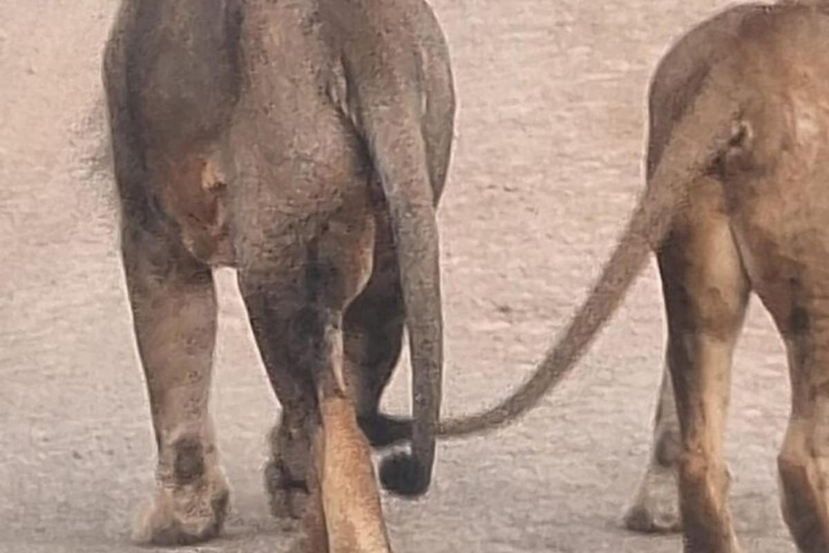 two elephants standing next to each other in the dirt