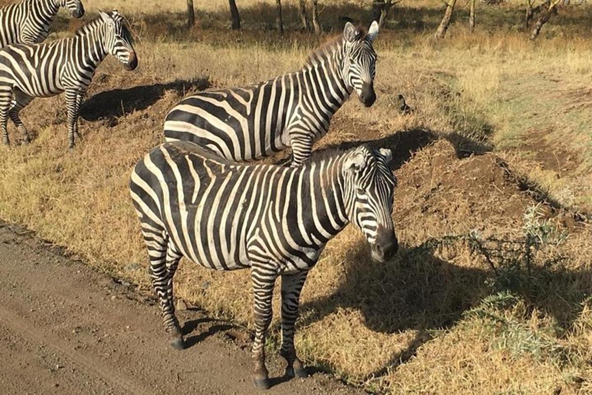 rühm sebrasid põllul seismas
