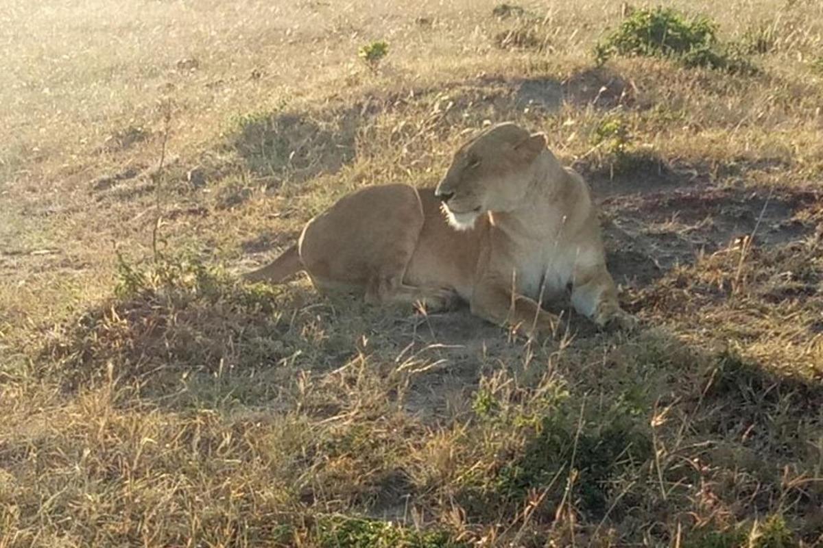 un leone sdraiato sull'erba in un campo