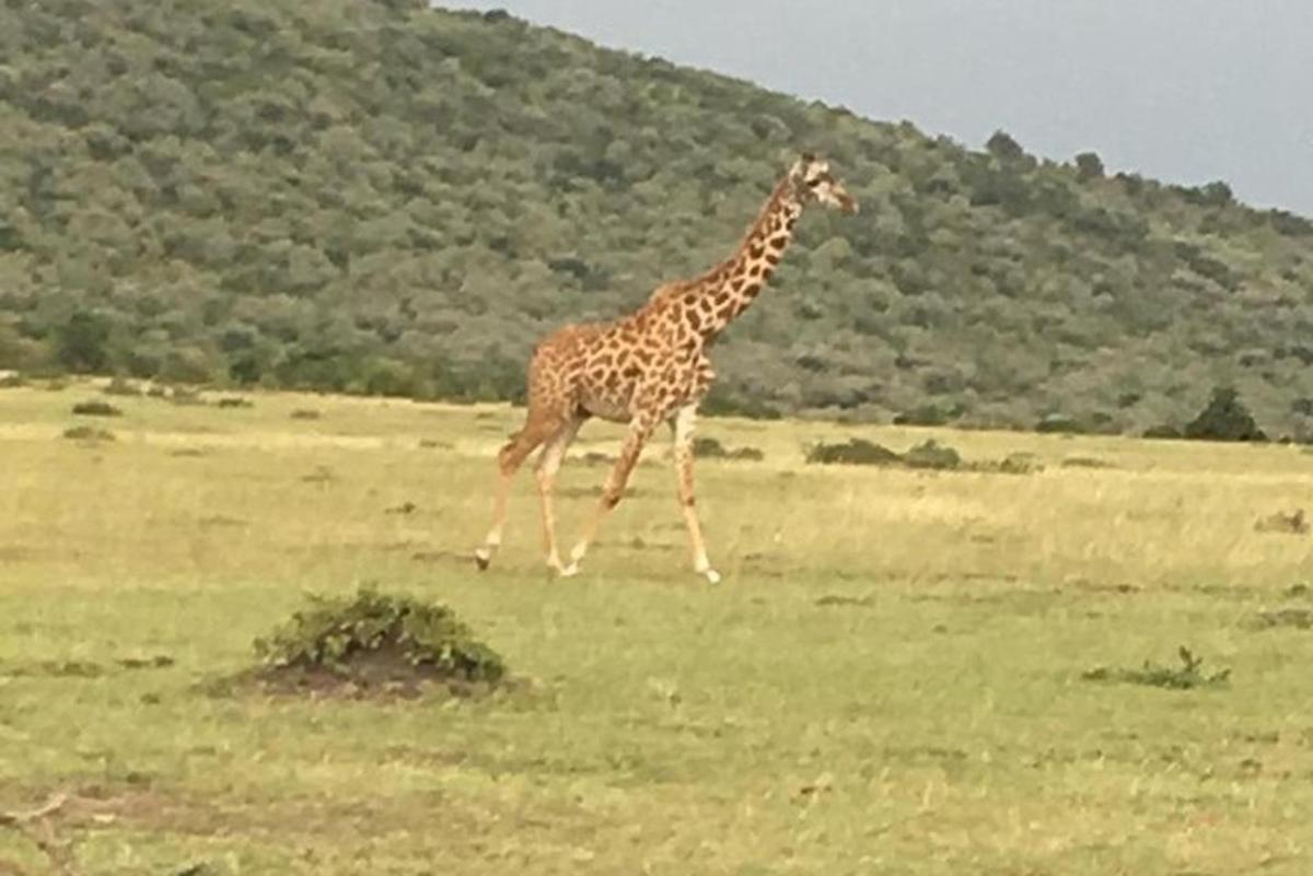o girafă alergând pe un câmp cu iarbă