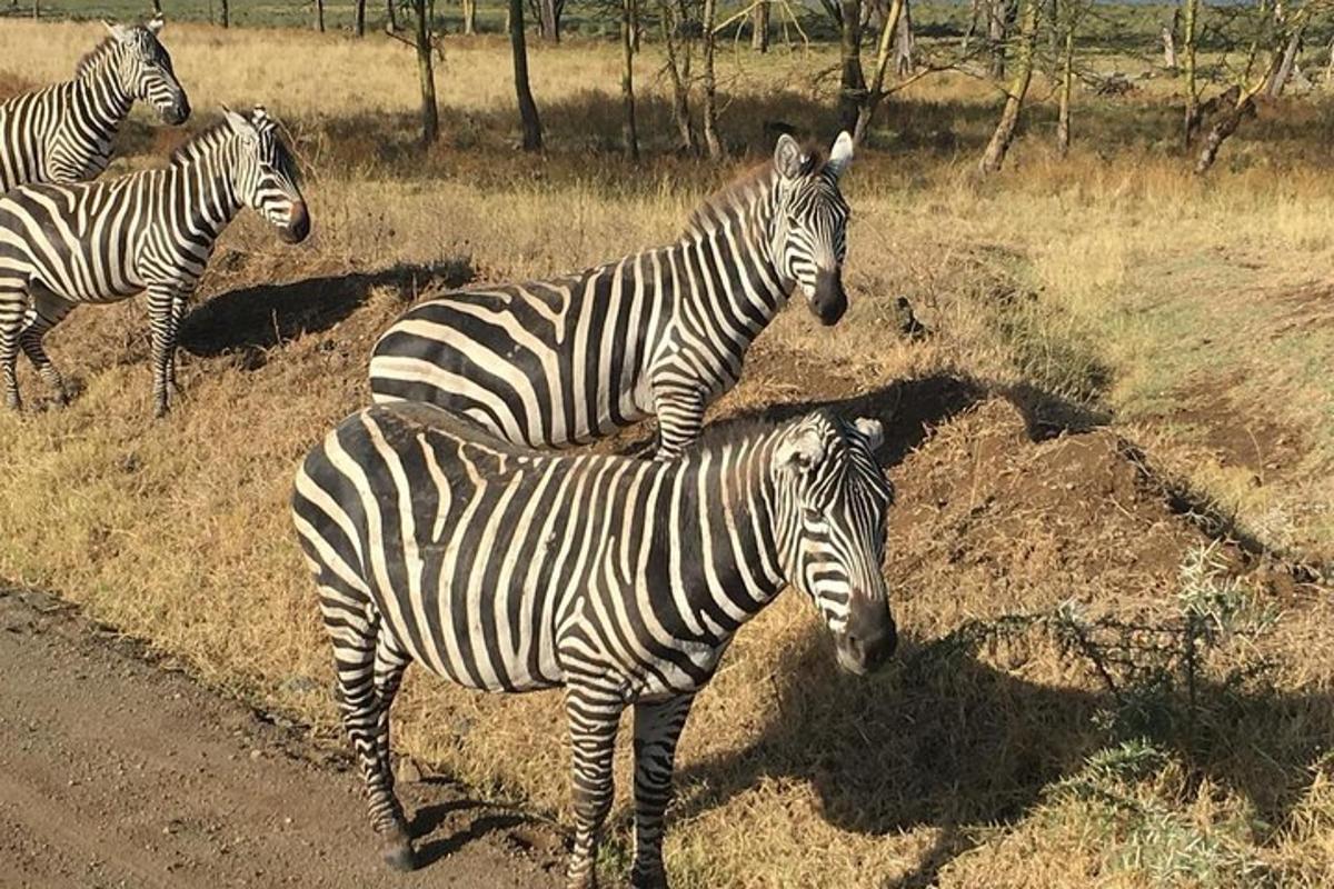 un gruppo di zebre in piedi in un campo