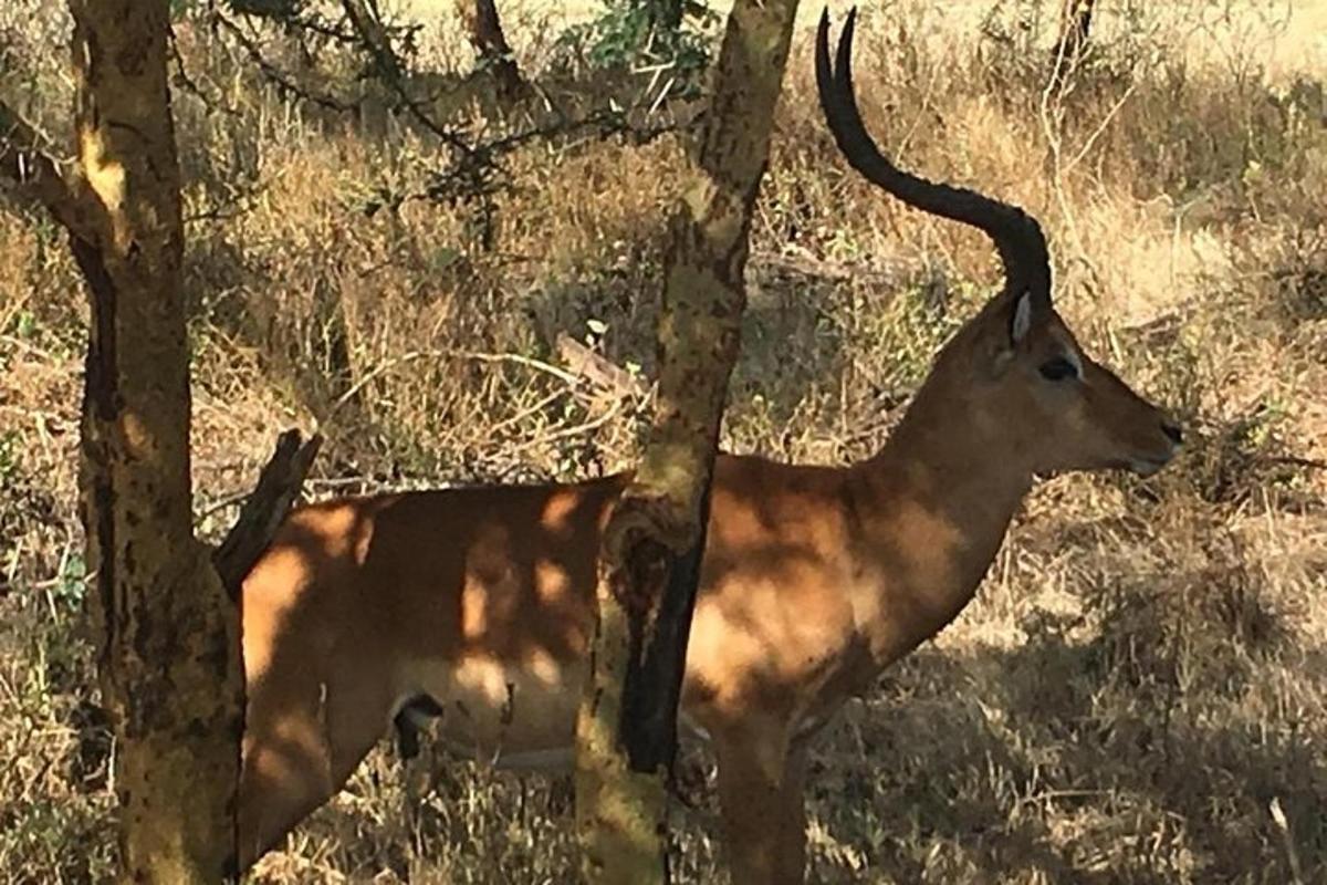 un'antilope in piedi tra due alberi in un campo