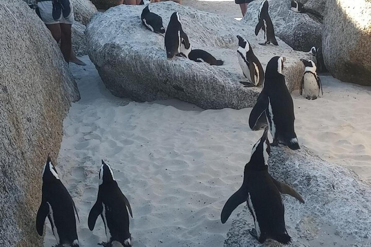 Skupina tučňáků sedících na skalách v zoo
