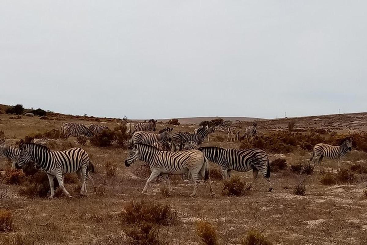 una manada de cebras caminando por un campo