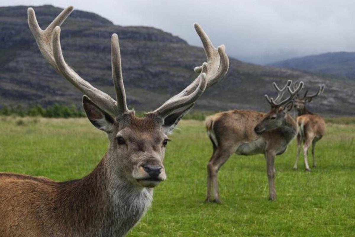 un groupe de cerfs debout dans un champ