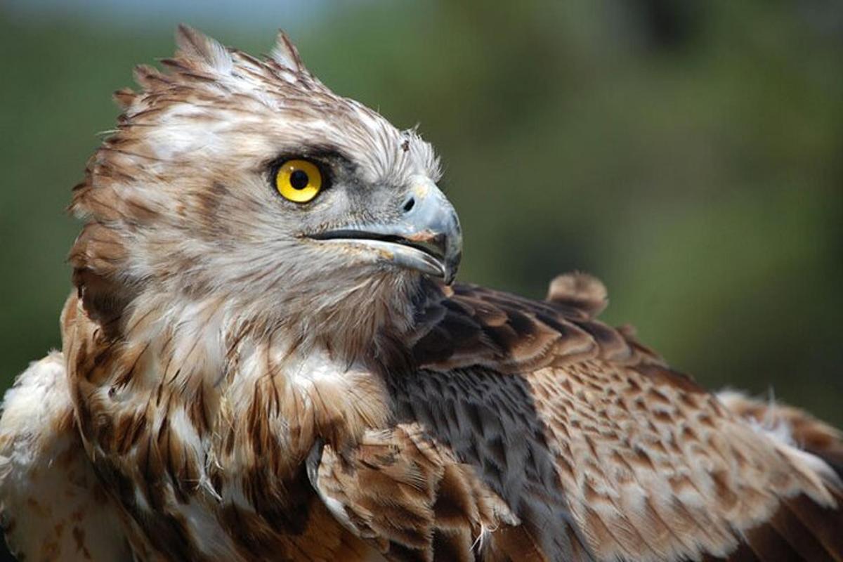 un gros plan d'un oiseau de proie avec son bec