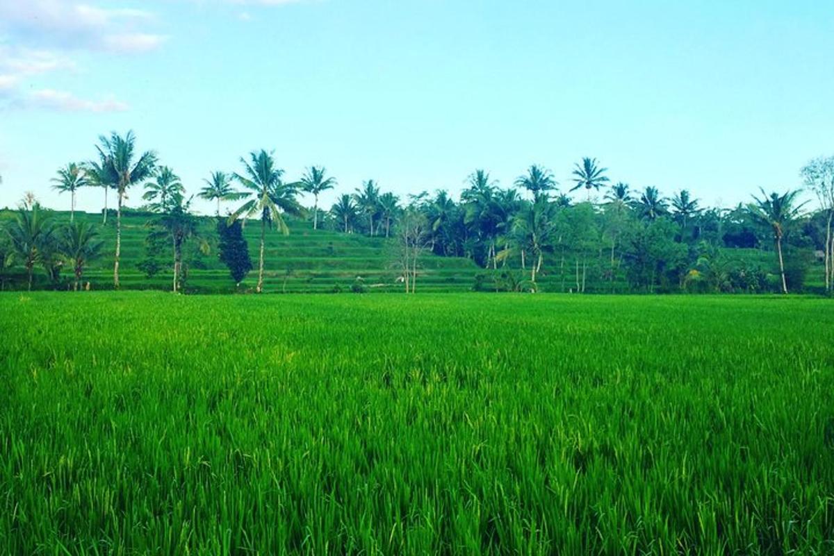 a field of green grass with palm trees in the background