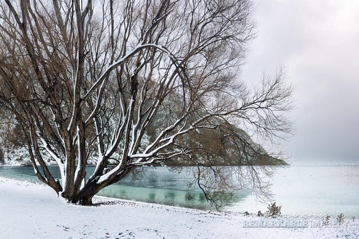 uma árvore na neve ao lado de um corpo d'água