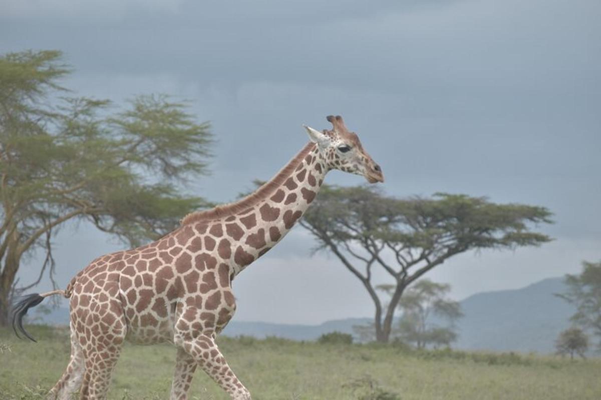 uma girafa caminhando em um campo com árvores ao fundo