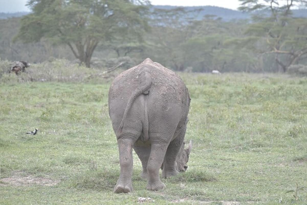 Un bebé elefante caminando en un campo de hierba