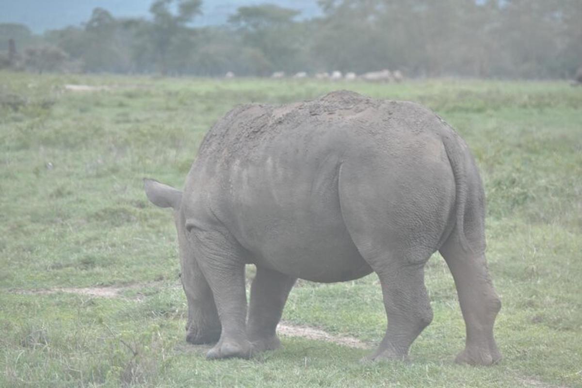 Un elefante parado en un campo de hierba