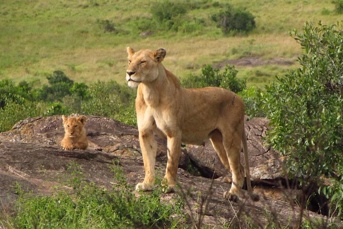 Dos leones de pie sobre una roca en un campo