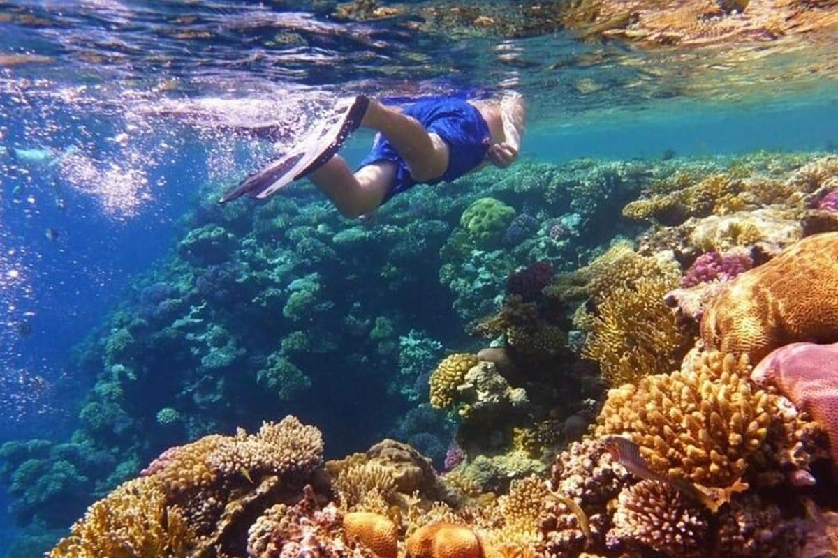 Una persona está nadando sobre un arrecife de coral.