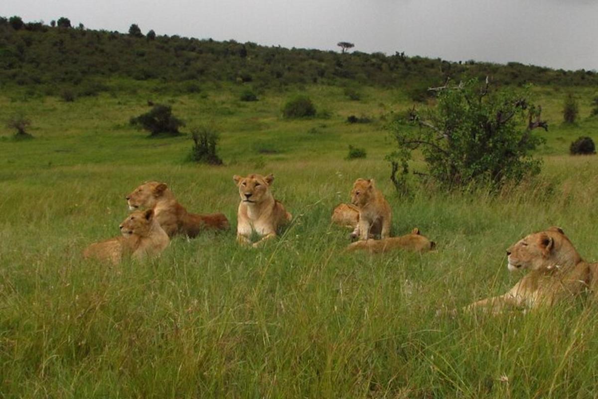 Un grupo de leones yaciendo en un campo de hierba