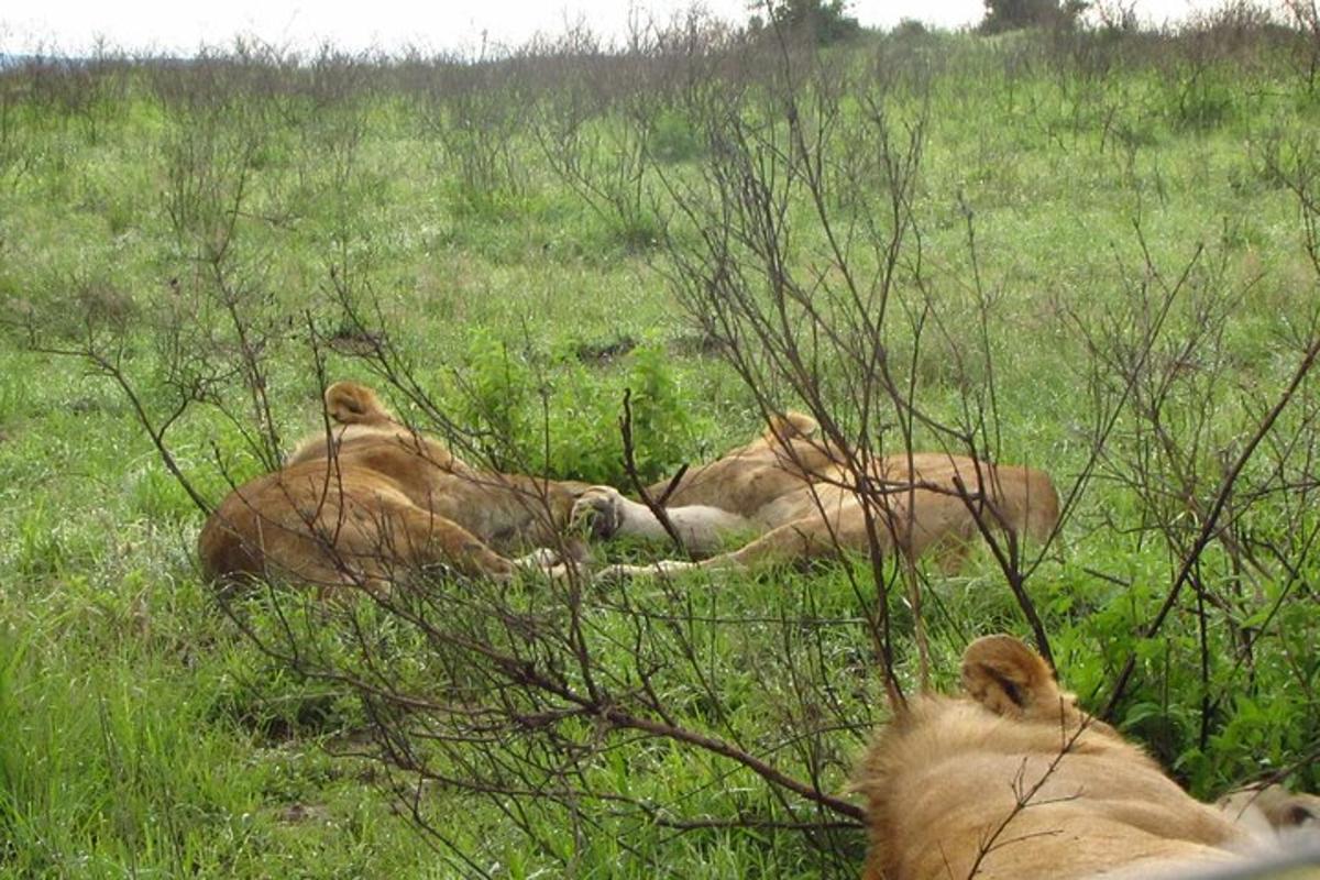 Dos leones tumbados en la hierba de un campo