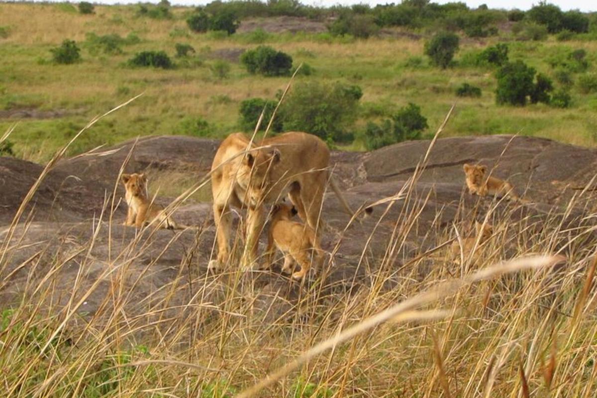 Un grupo de leones de pie sobre rocas en un campo.