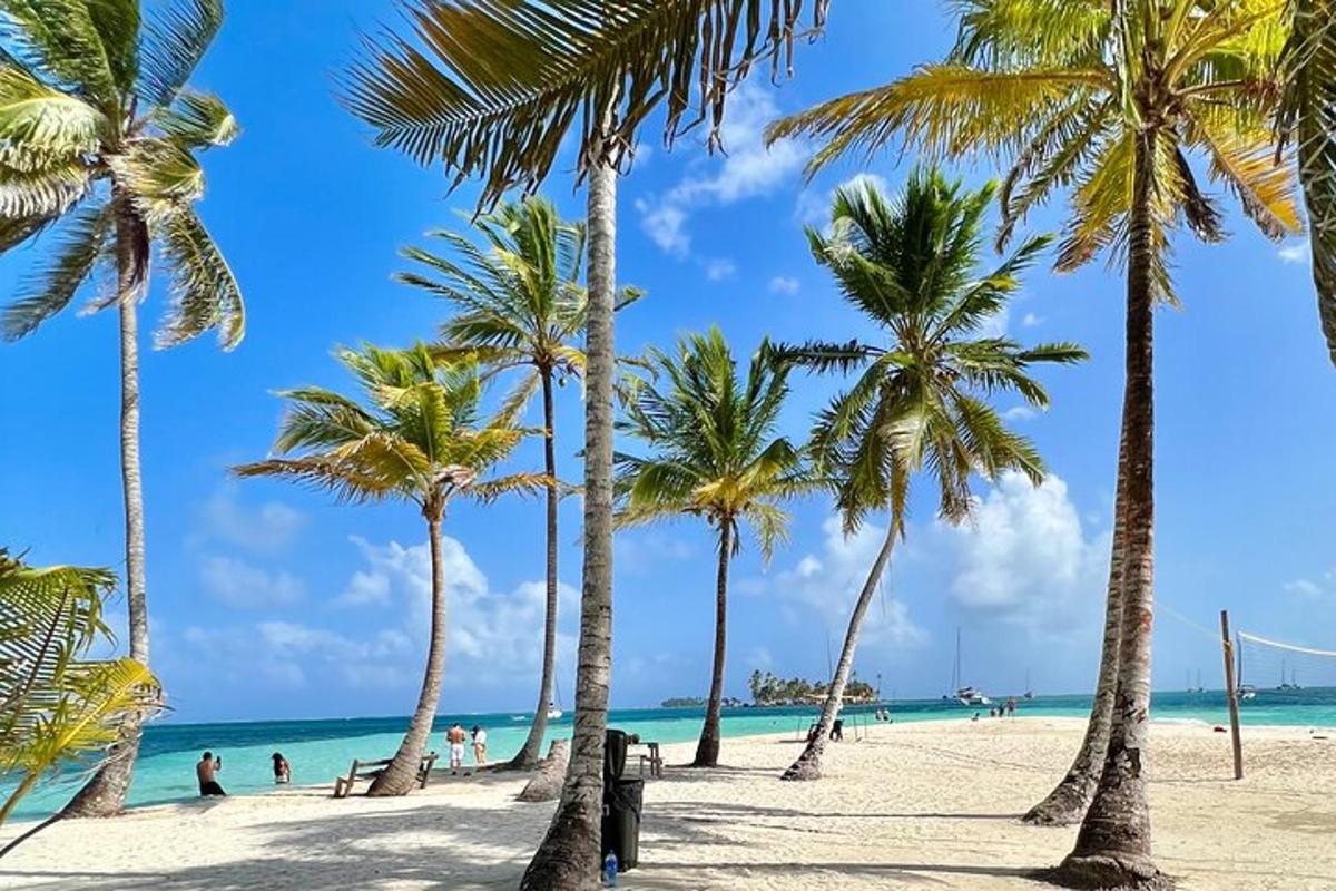 a group of palm trees on a beach